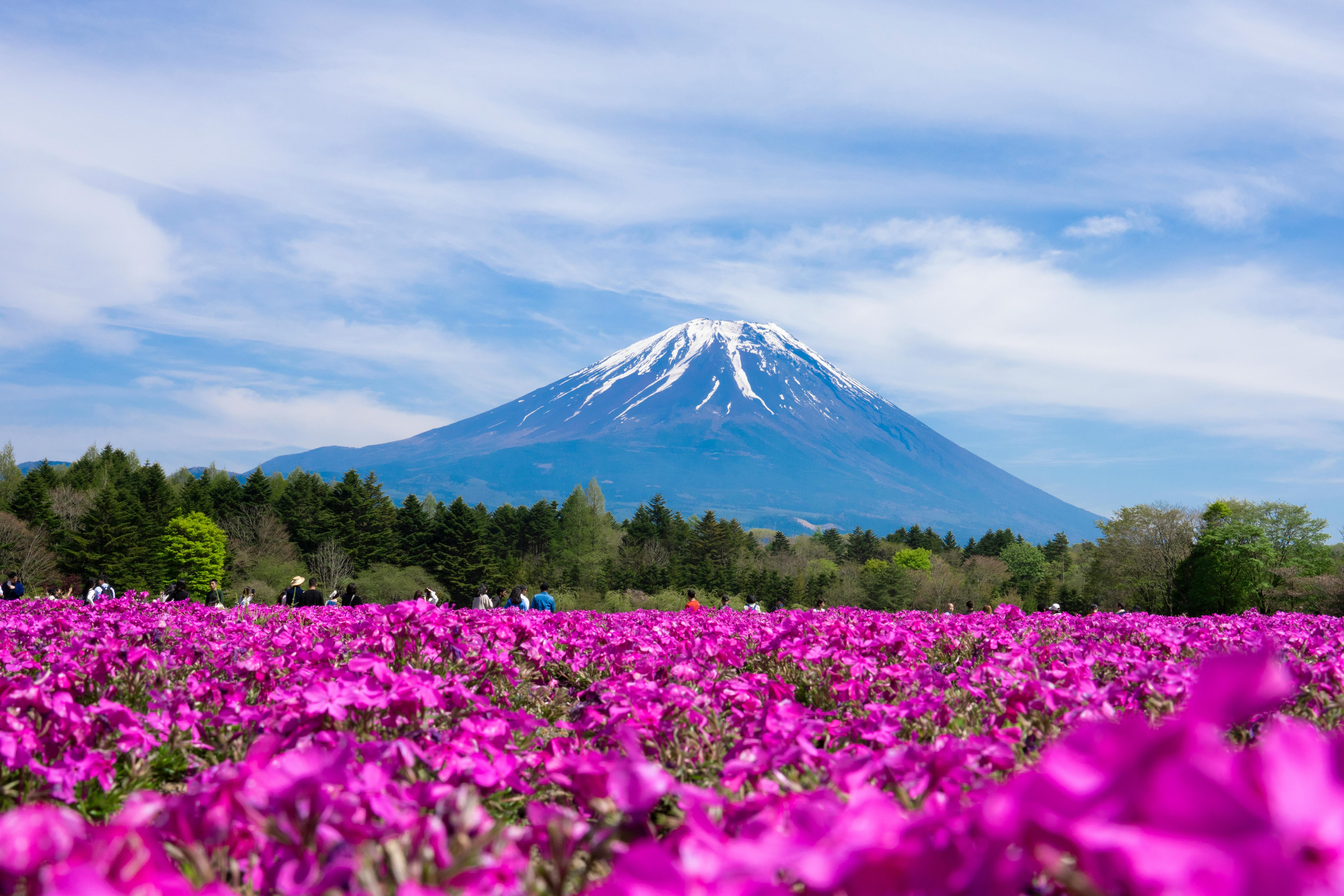 2026 Spring Pink Escape – Mt. Fuji Shibazakura & Lake Motosu – MTT