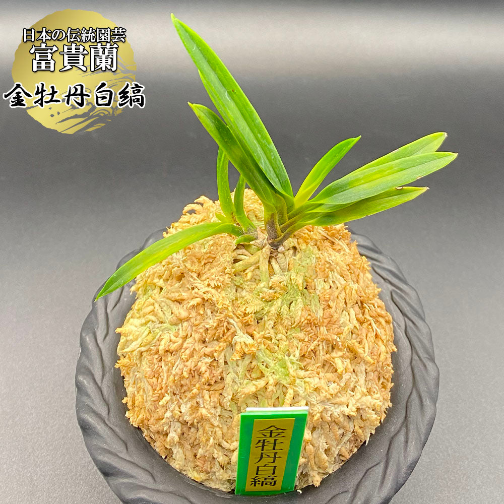 宝石のような観葉植物のお店 【Jewelry Plant】 富貴蘭 風蘭 蘭 金牡丹