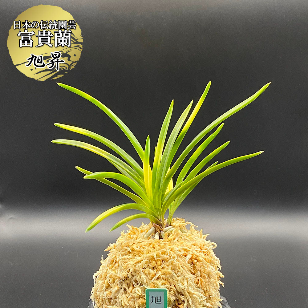 宝石のような観葉植物のお店 【Jewelry Plant】 富貴蘭 風蘭 蘭 旭昇