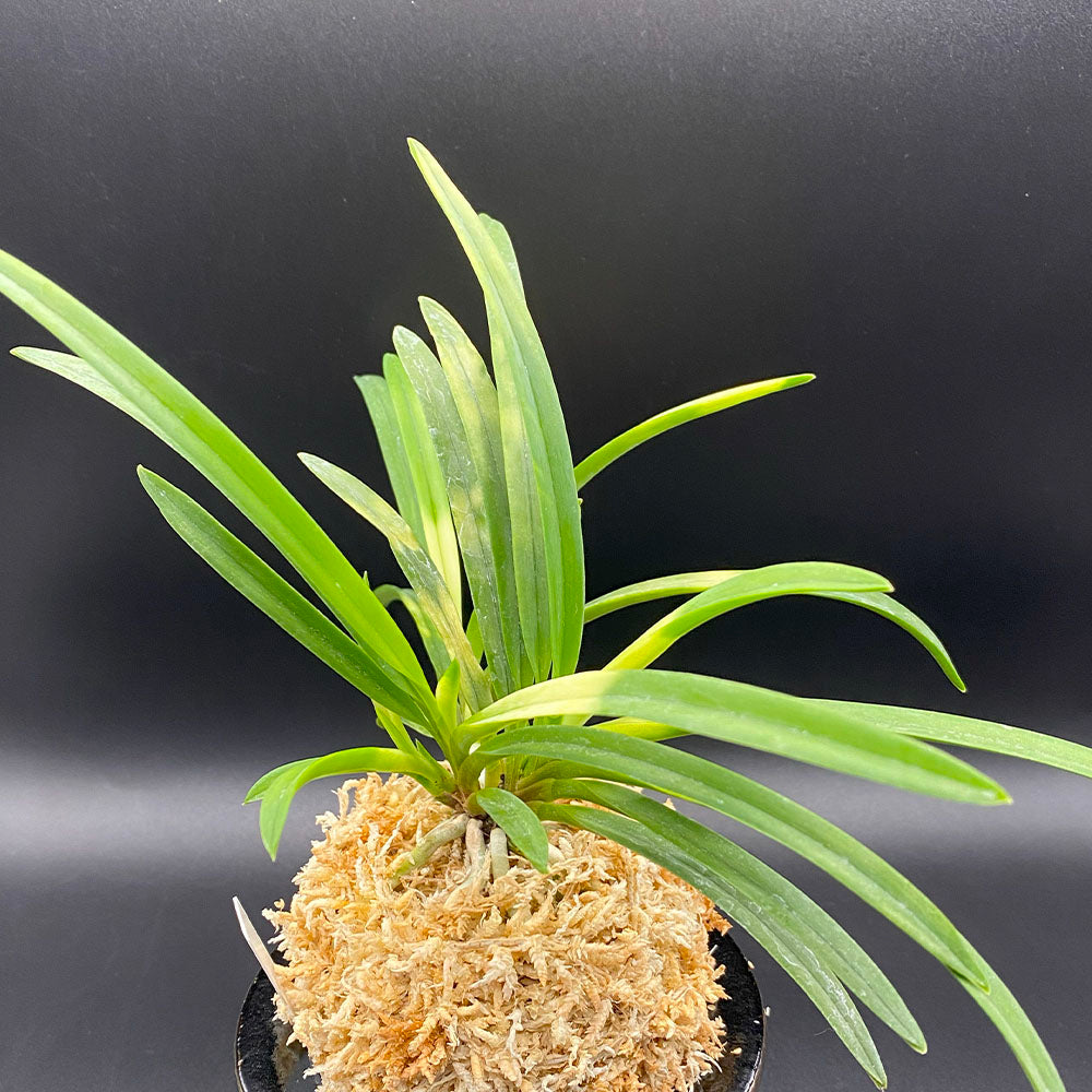 宝石のような観葉植物のお店 【Jewelry Plant】 富貴蘭 風蘭 蘭 紀州雪