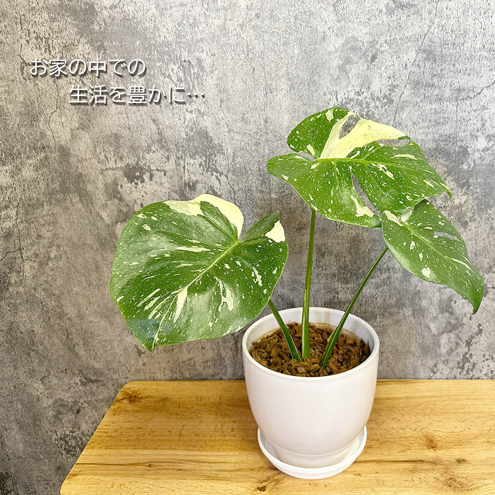 宝石のような観葉植物のお店 【Jewelry Plant】 【希少品種