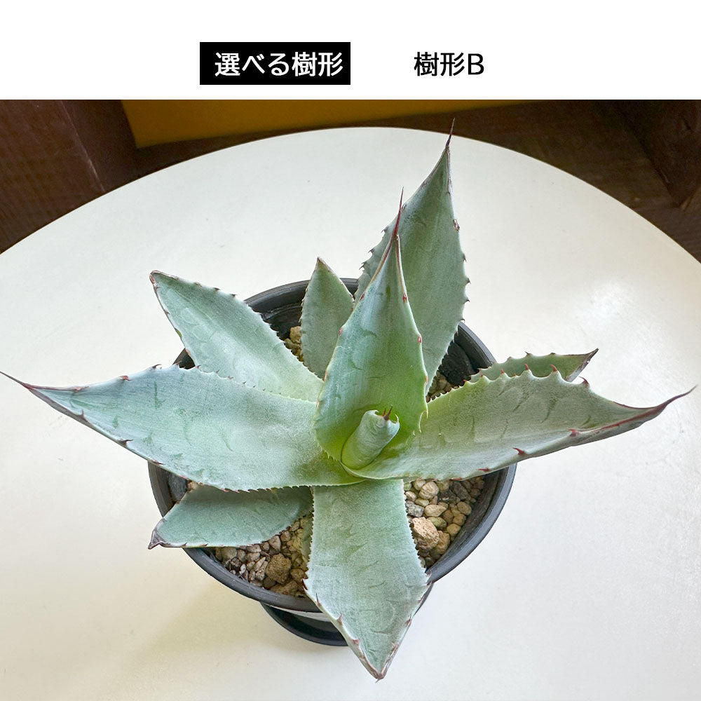 宝石のような観葉植物のお店 【Jewelry Plant】 アガベ オバティ