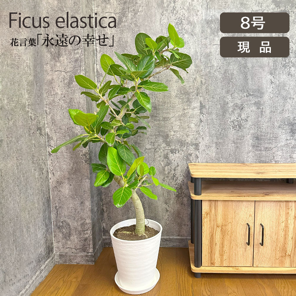 宝石のような観葉植物のお店 【Jewelry Plant】 ゴムの木