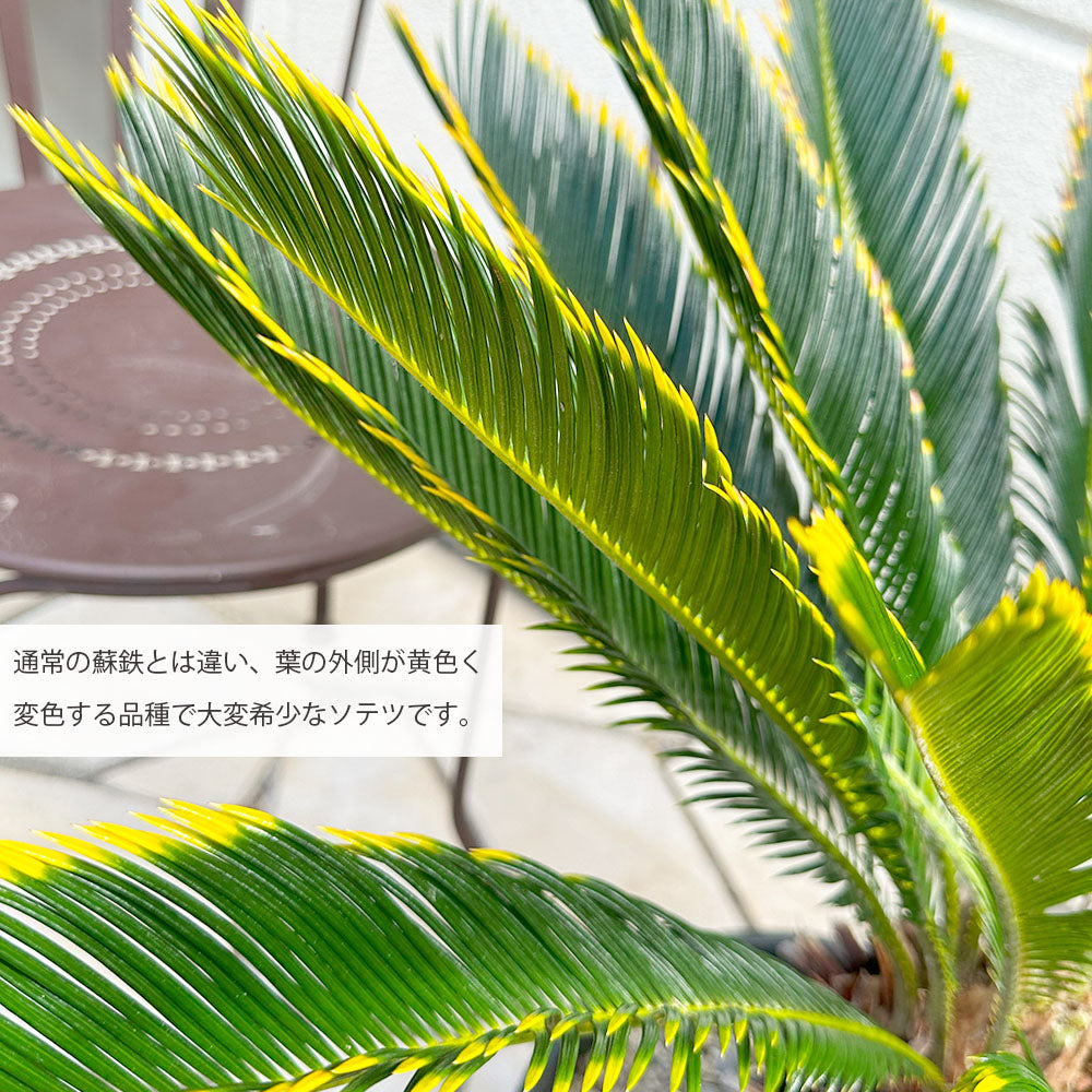 宝石のような観葉植物のお店 【Jewelry Plant】 キンカンソテツ 10号