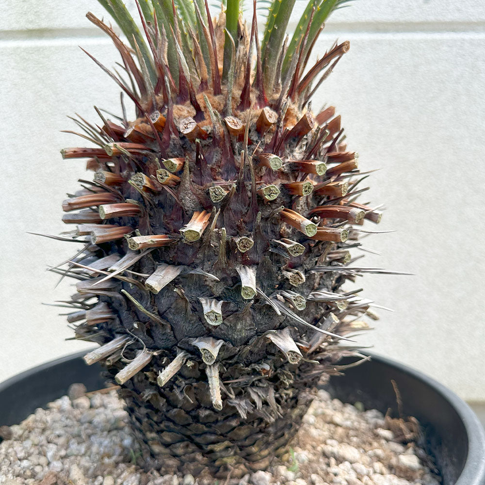 宝石のような観葉植物のお店 【Jewelry Plant】 キンカンソテツ 10号