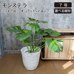 宝石のような観葉植物のお店 【Jewelry Plant】 モンステラ