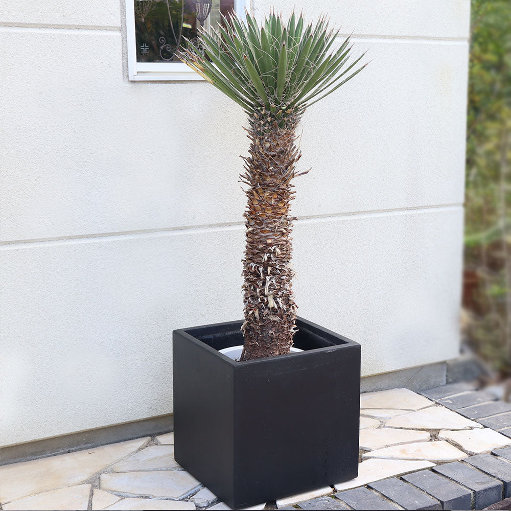 宝石のような観葉植物のお店 【Jewelry Plant】 ユッカ フィリフェラ