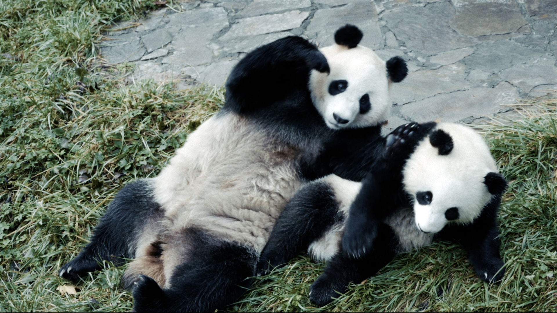 パンダのすごい世界 – アップリンク吉祥寺