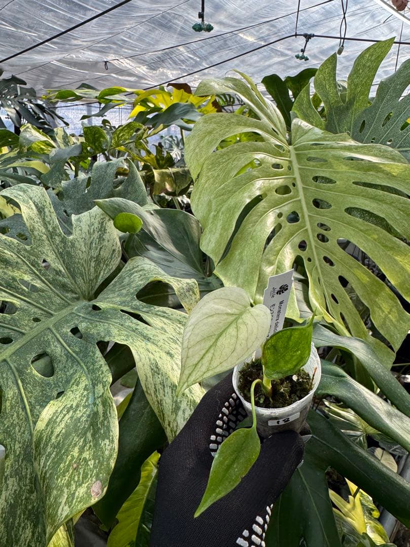 希少種】モンステラ デリシオーサ ミント｜2号（2寸ポリポット