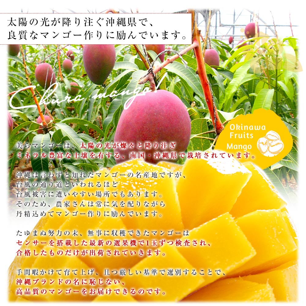 沖縄県より産地直送 JAおきなわ 美らマンゴー 最上級特A品 超大玉4L