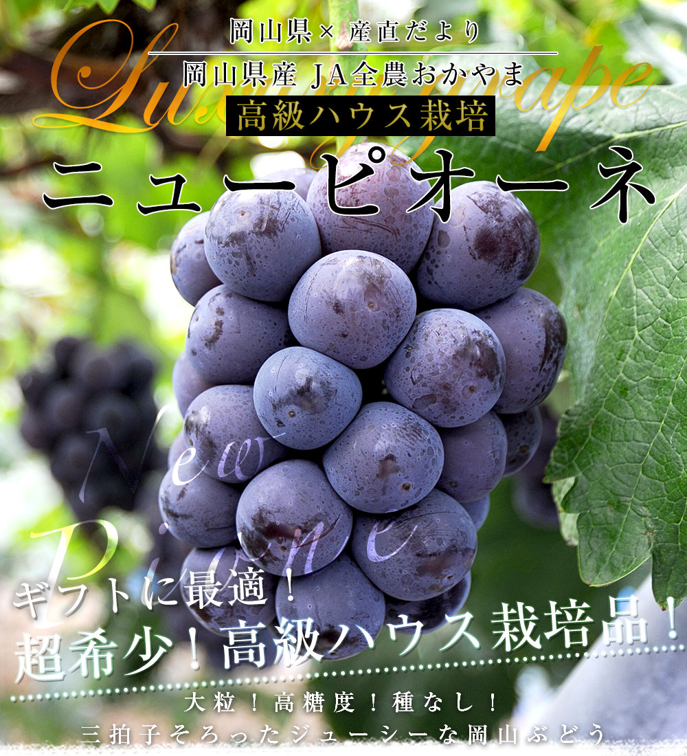 岡山県産 JA全農おかやま 高級ハウス栽培 ニューピオーネ 青秀品以上