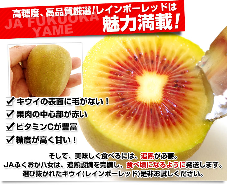 福岡県より産地直送 JAふくおか八女 レインボーレッドキウイ 約1.35