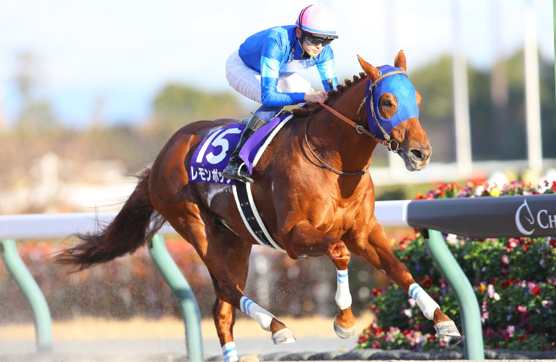 レモンポップ｜名馬メモリアル｜競馬情報ならJRA-VAN