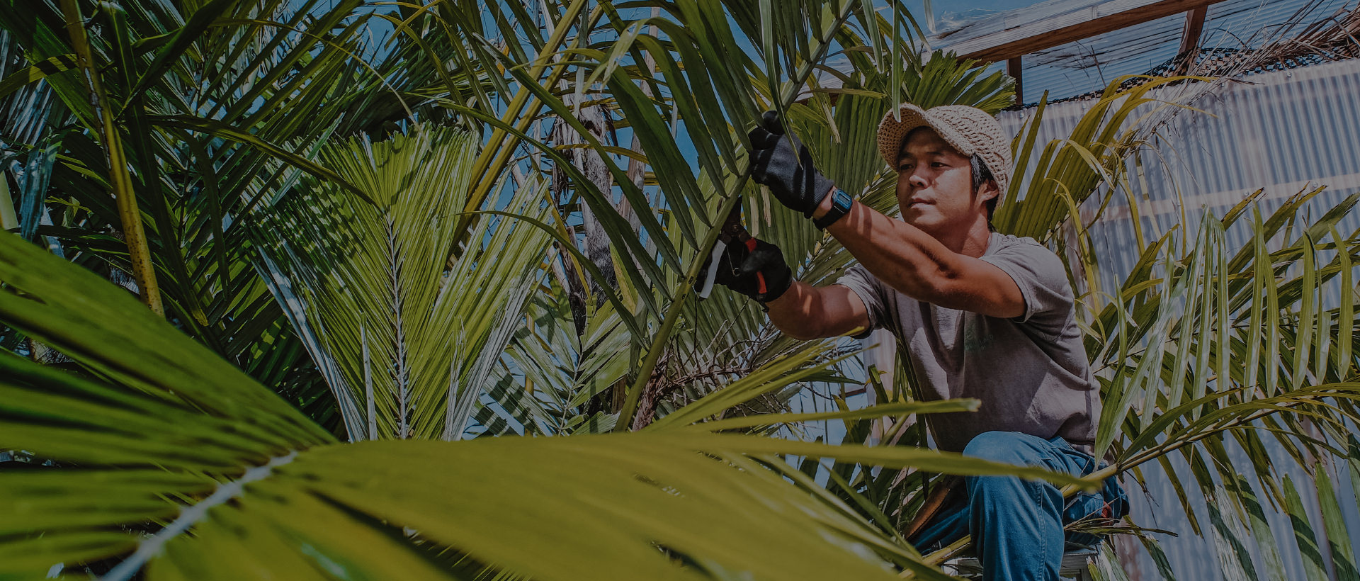 ヤシの木の販売は熊本のジャングルラボ | 南国植物・シンボルツリーも販売