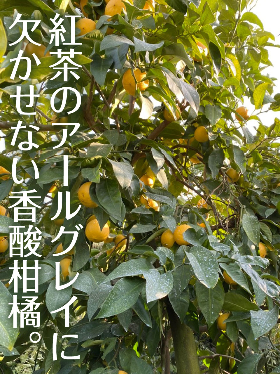 国産ベルガモット 和歌山県和歌山 観音山フルーツガーデン 【公式通販】