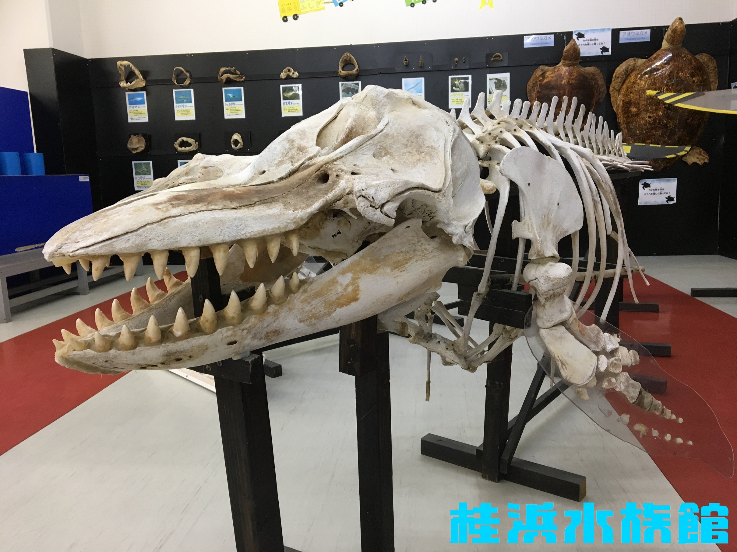 桂浜水族館スタッフ】鯨骨に魅了された男 ☆スタッフ フジ☆桂浜水族館