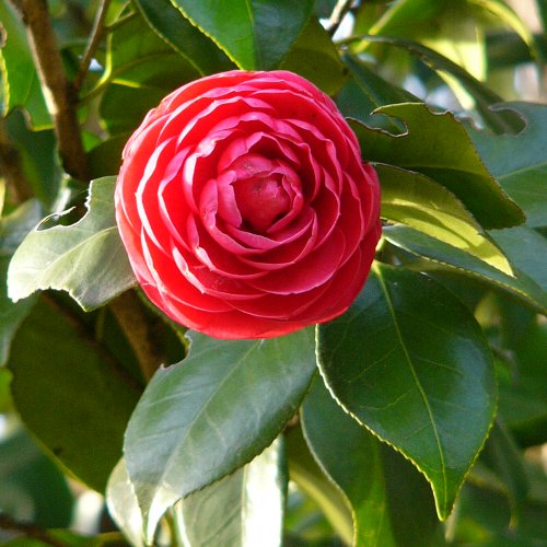 コウオトメツバキ