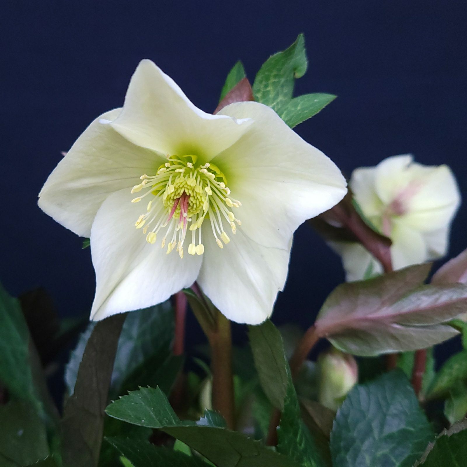 氷の薔薇ミラマーブル]クリスマスローズ苗(2510ch) | バラと庭あそび