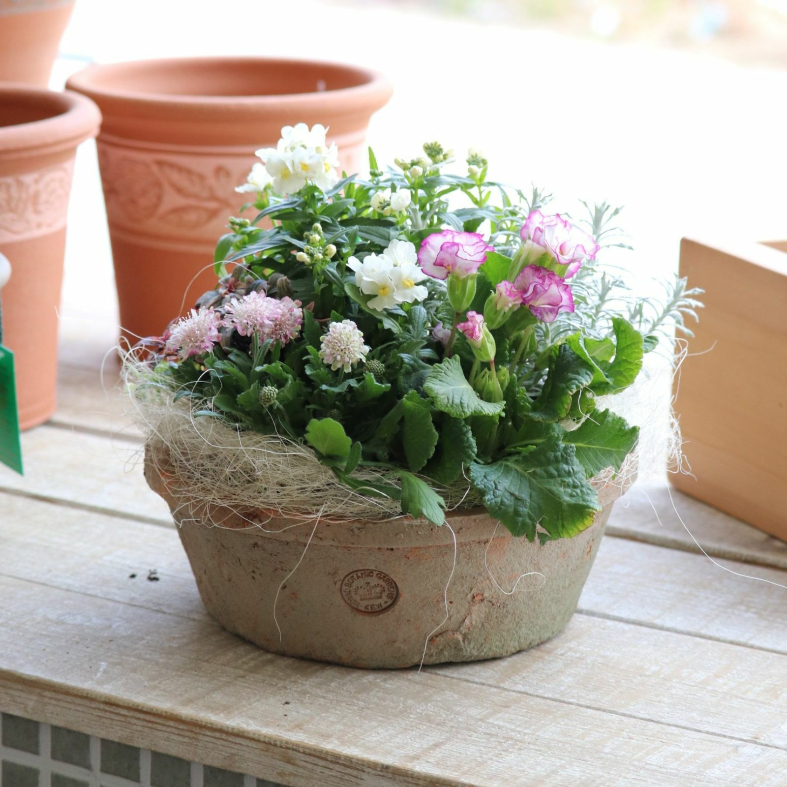 HGCフロスティ]クリスマスローズ苗(2510ch) | バラと庭あそび京阪園芸