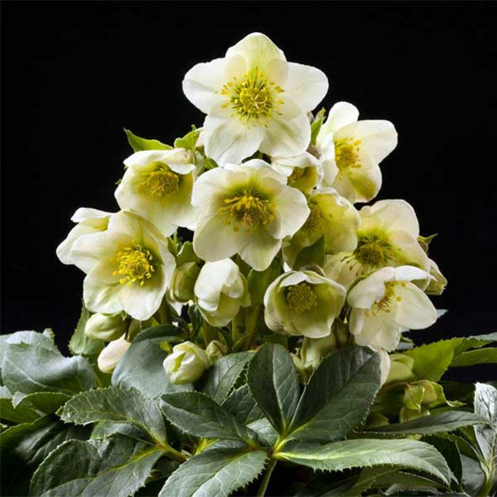 HGCアイスブレーカーマキシー]クリスマスローズ苗(2510ch) | バラと庭