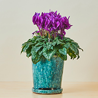 匂い楓（ニオイカエデ） / 盆栽、多肉植物、塊根植物、観葉植物通販