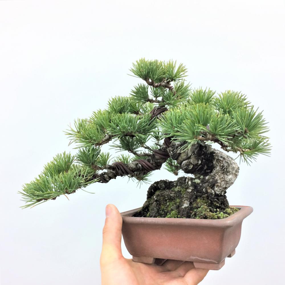 盆栽 五葉松 /盆栽、多肉植物、塊根植物、観葉植物通販/KIDORI -キドリ-