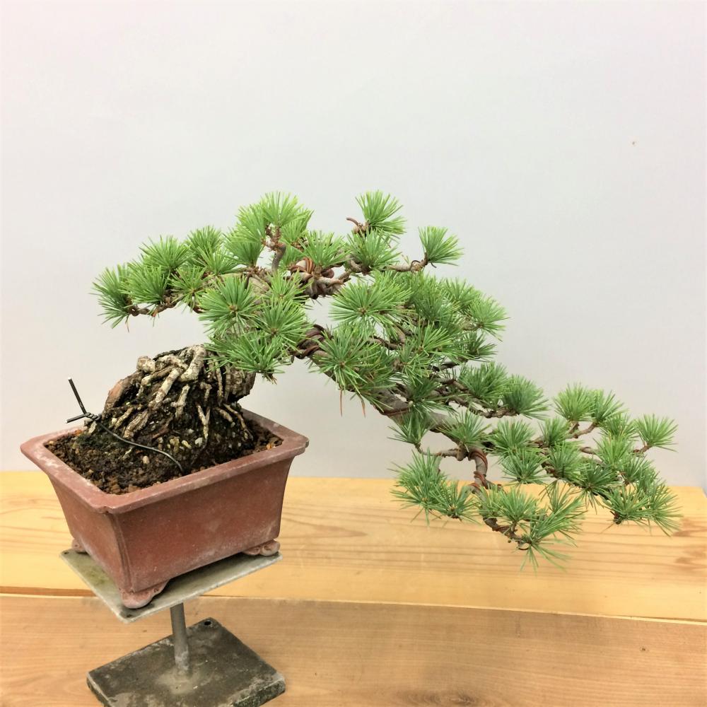 盆栽 五葉松 懸崖/盆栽、多肉植物、塊根植物、観葉植物通販/KIDORI