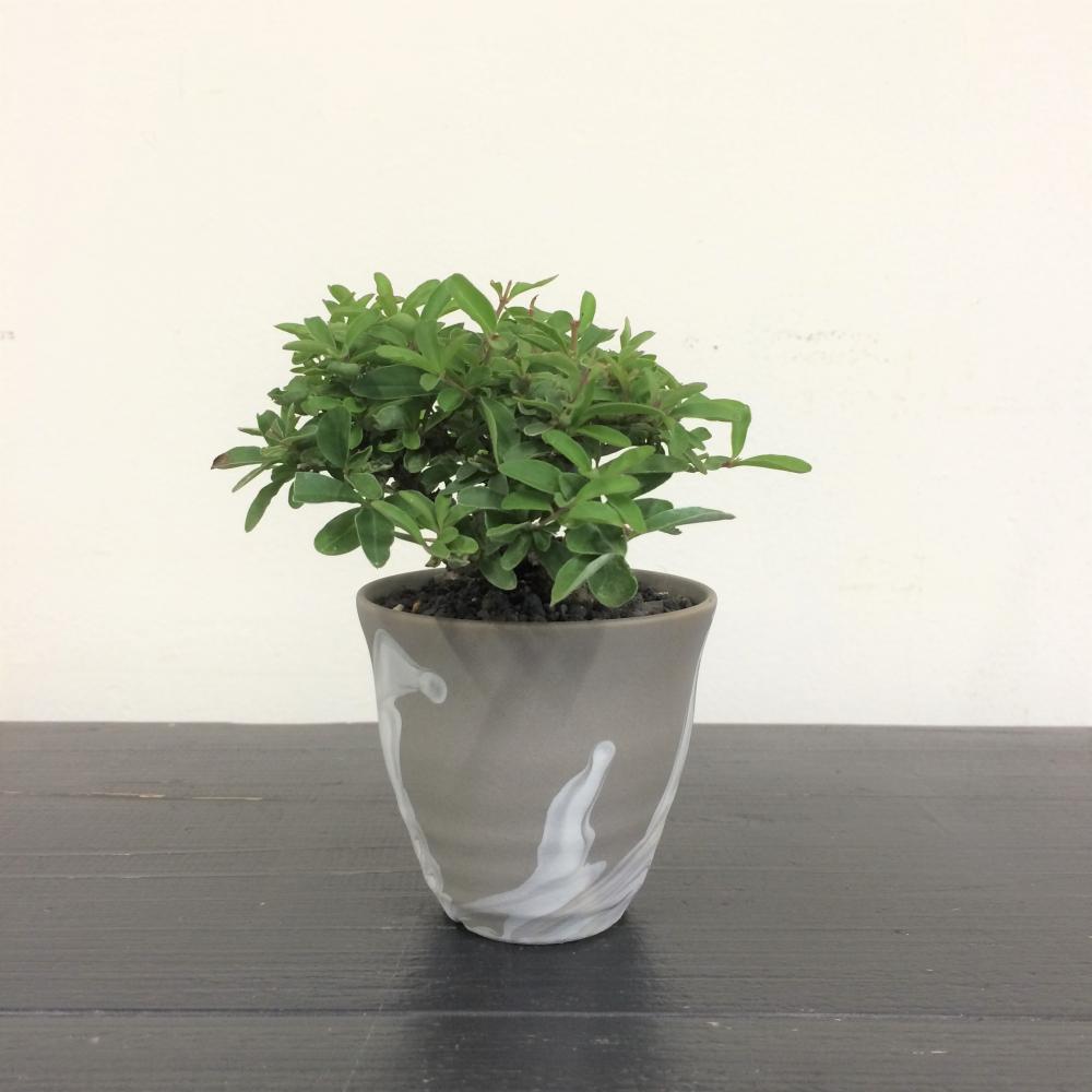 ミニ盆栽 イボタ/盆栽、多肉植物、塊根植物、観葉植物通販/KIDORI -キドリ-