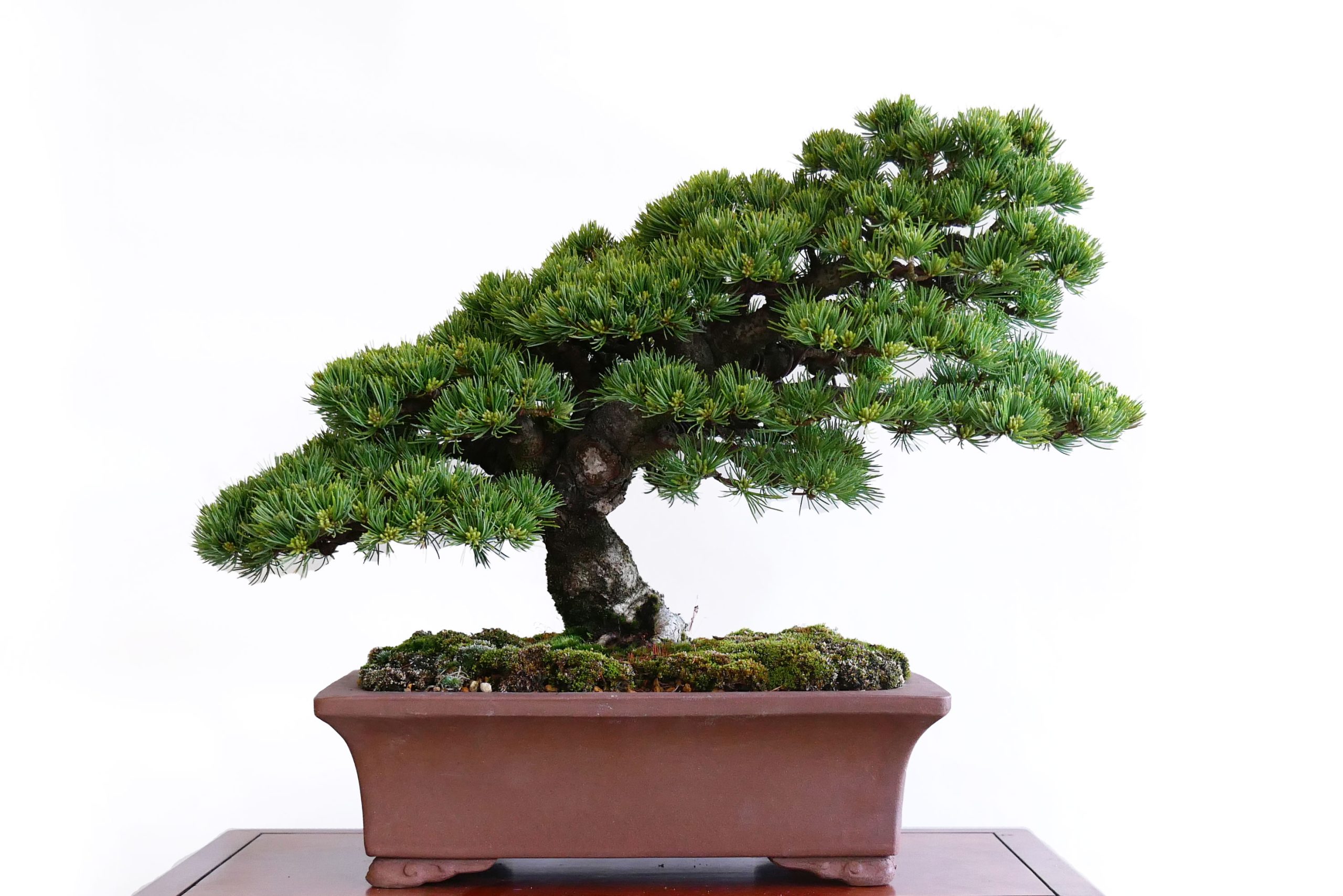 2405_1205 | 北関東盆栽組合