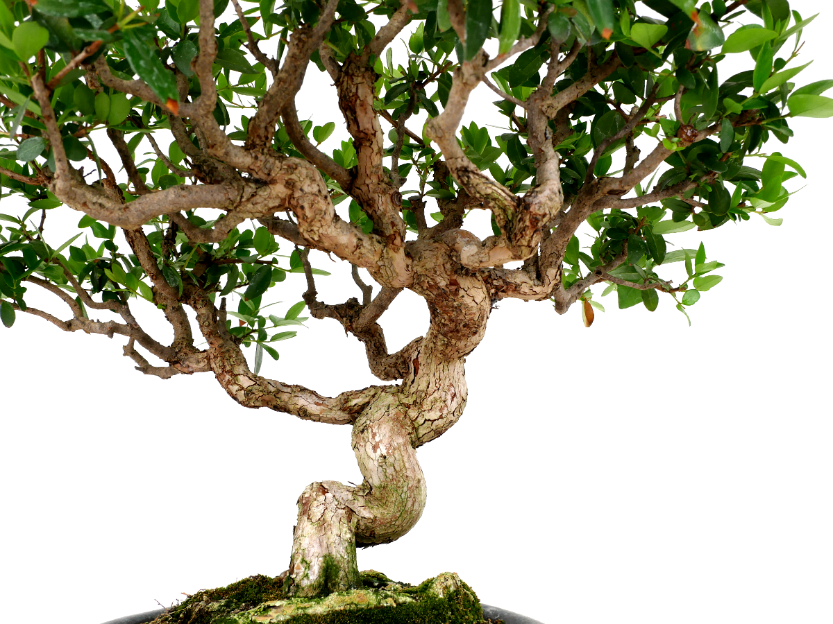 2407-3704 | 北関東盆栽組合