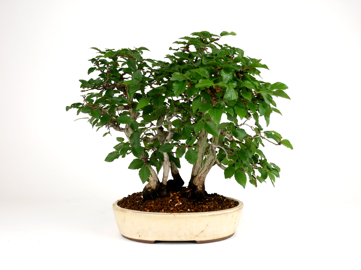 2407-1702 | 北関東盆栽組合