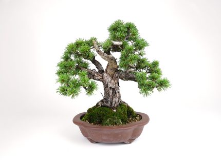 2407-3704 | 北関東盆栽組合