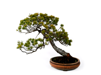 2407-3704 | 北関東盆栽組合