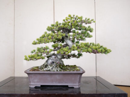 2407-1204 | 北関東盆栽組合