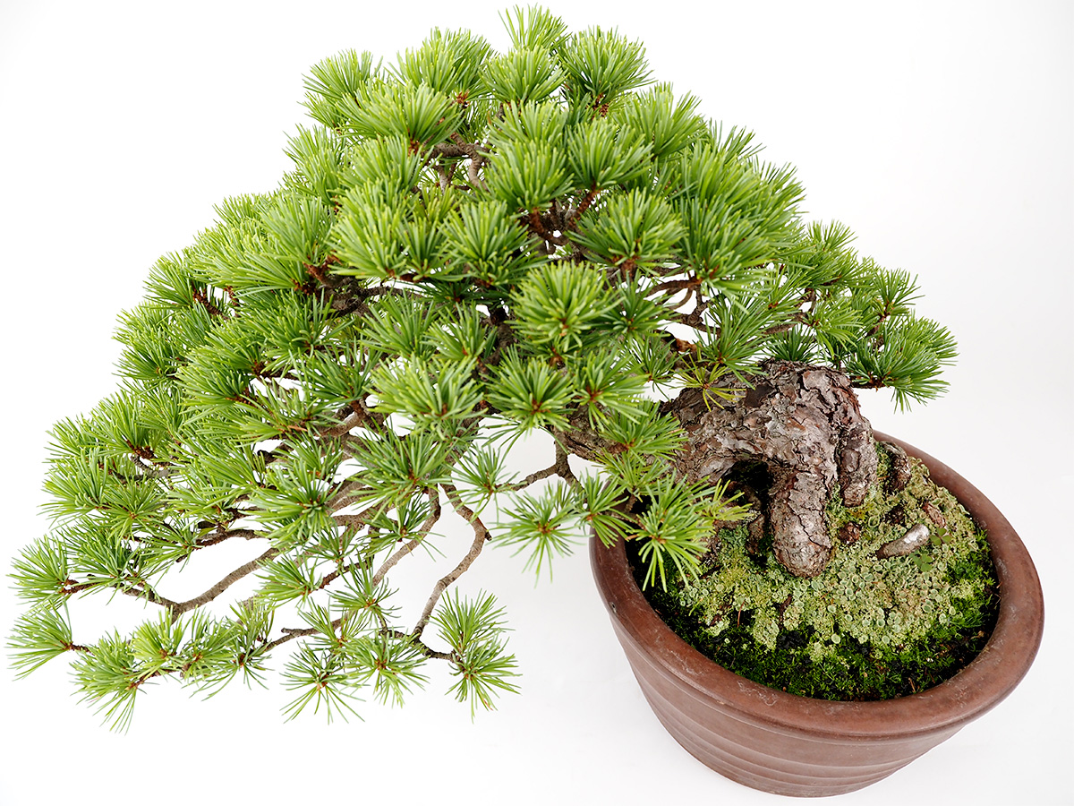 2207-1101 | 北関東盆栽組合