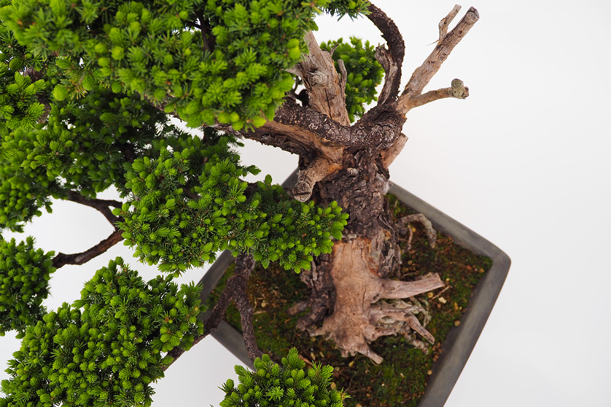 2304-3704 | 北関東盆栽組合