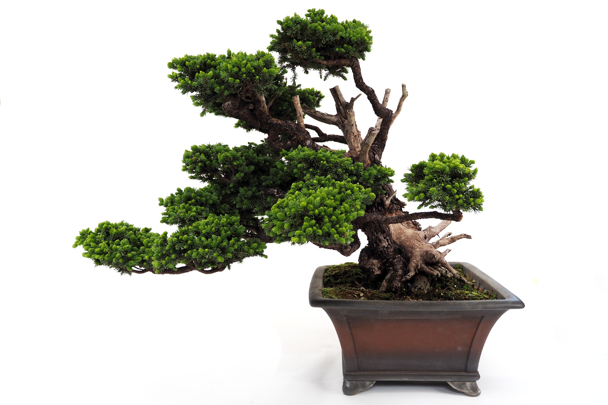 2304-3704 | 北関東盆栽組合