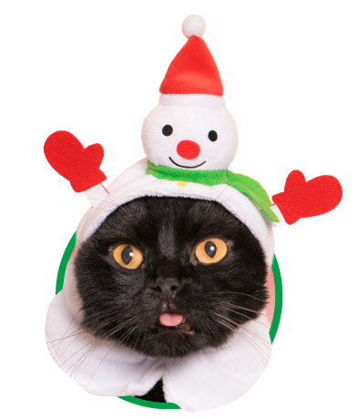 かわいい かわいい ねこクリスマスちゃん｜株式会社キタンクラブ