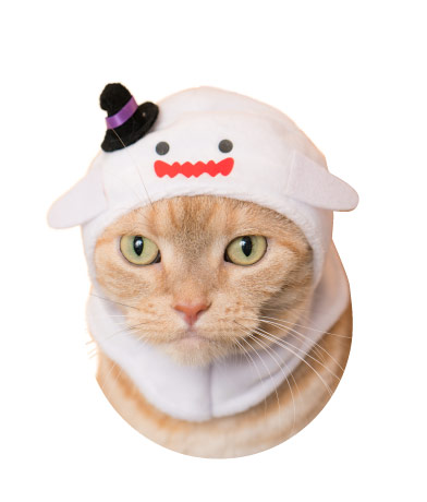かわいい かわいい ねこハロウィンちゃん｜株式会社キタンクラブ