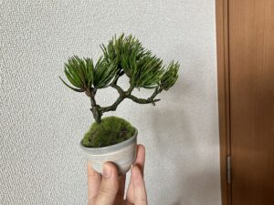 リアルなフェイク盆栽はどれ？安っぽくないのを6コ選んでみた！ - 超