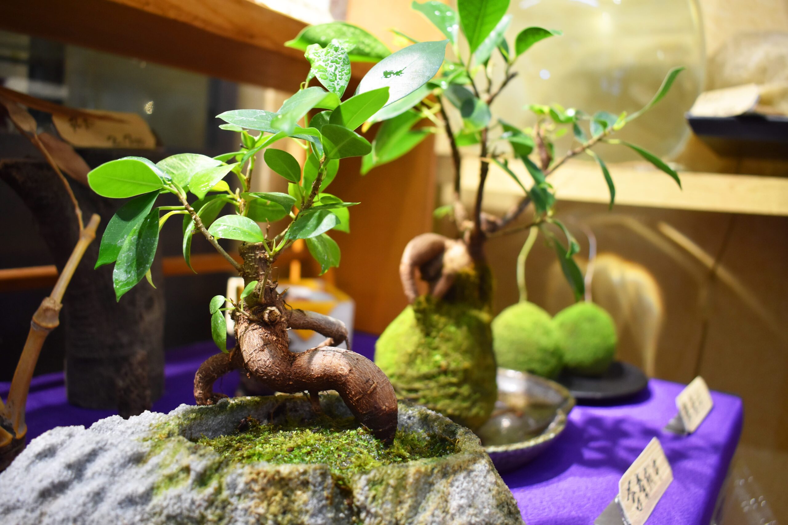 商品一覧 | 苔なっこ