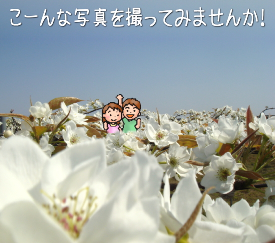 満開の梨の花／小杉農園 | 小杉農園