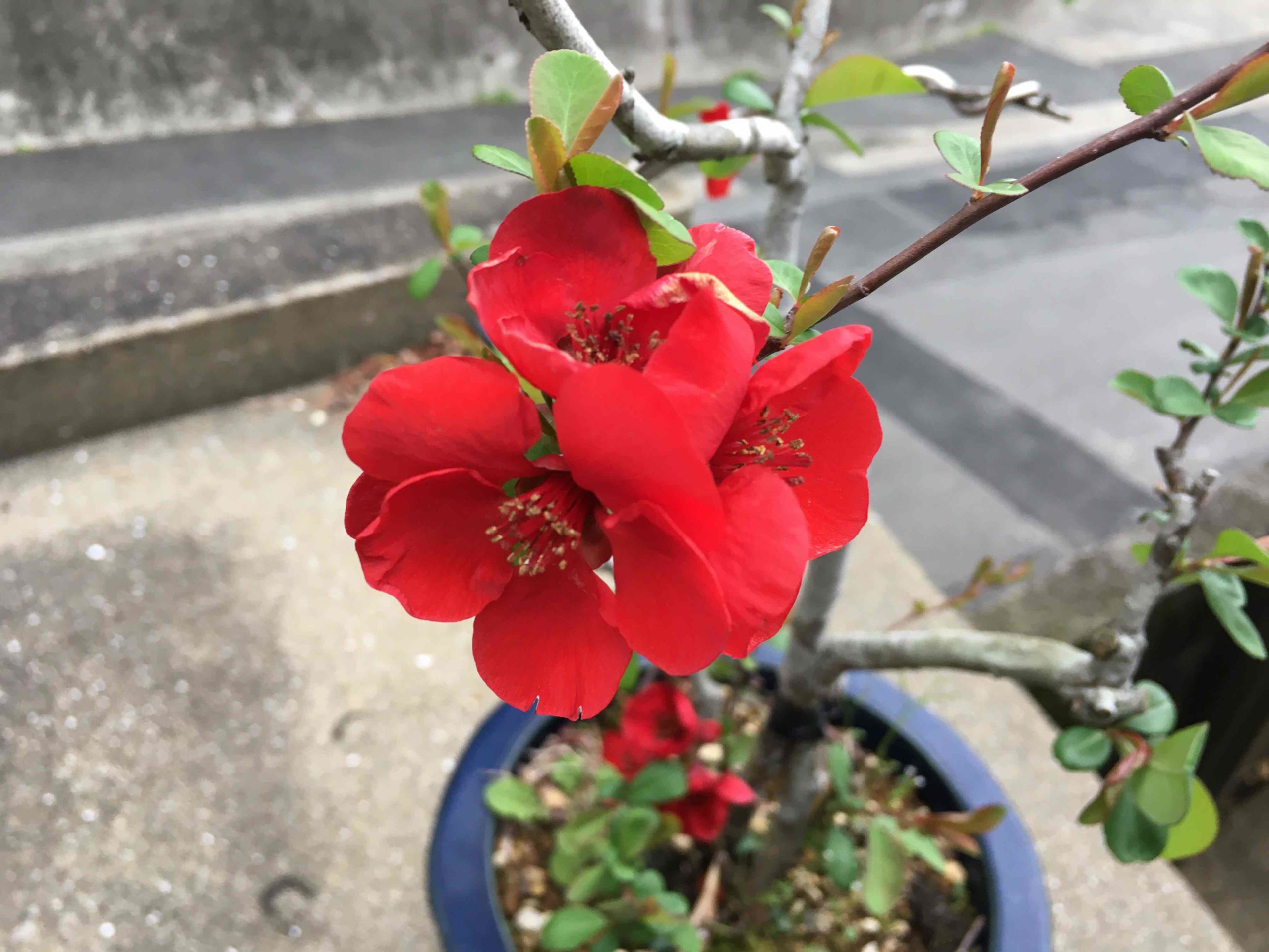 我が家の盆栽 木瓜（ボケ）の花 | 赤ちゃん骨壷・お棺、ペット骨壷