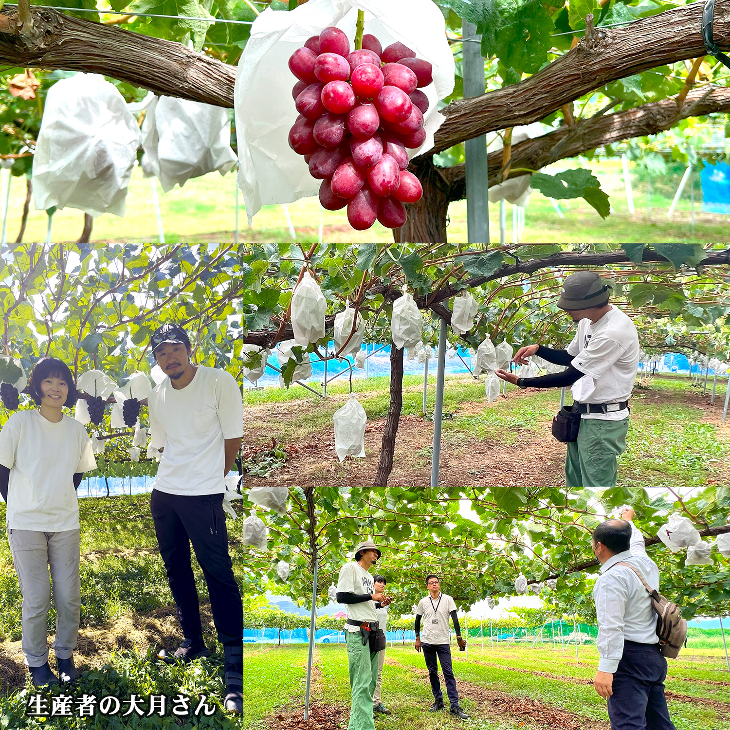 信濃ノ國屋】 信州長野県産野菜・果物の通販 / 松本市波田産 クイーン