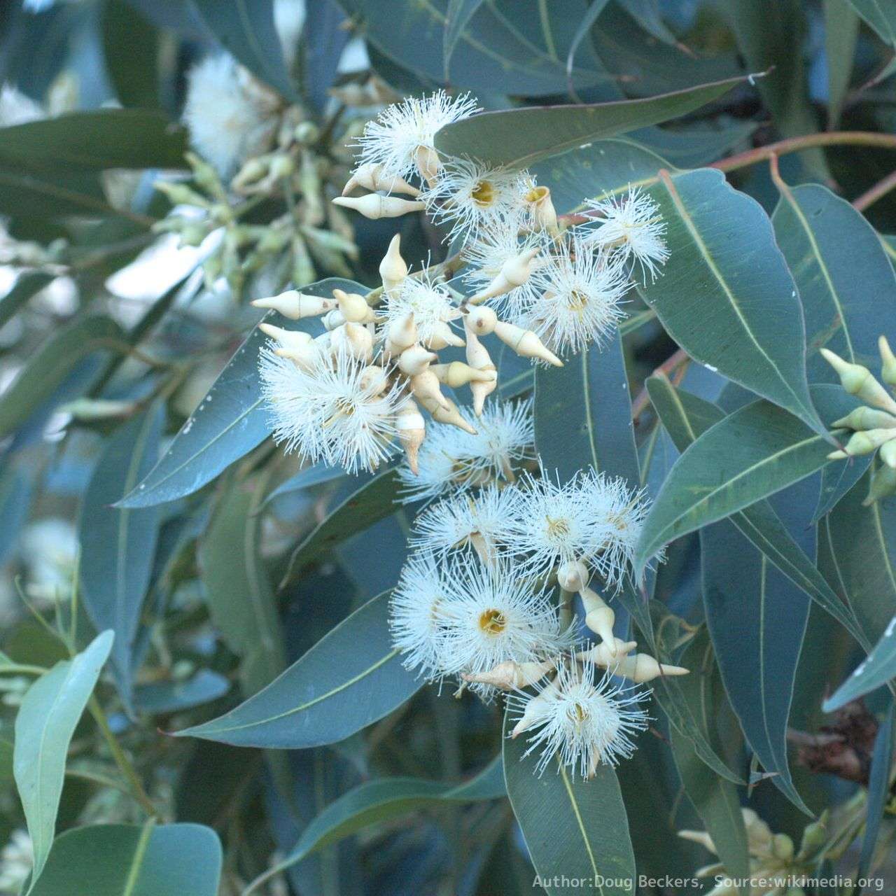 アガベ・アテナータ (フォックステール) – 取り扱い植物の説明と育て方