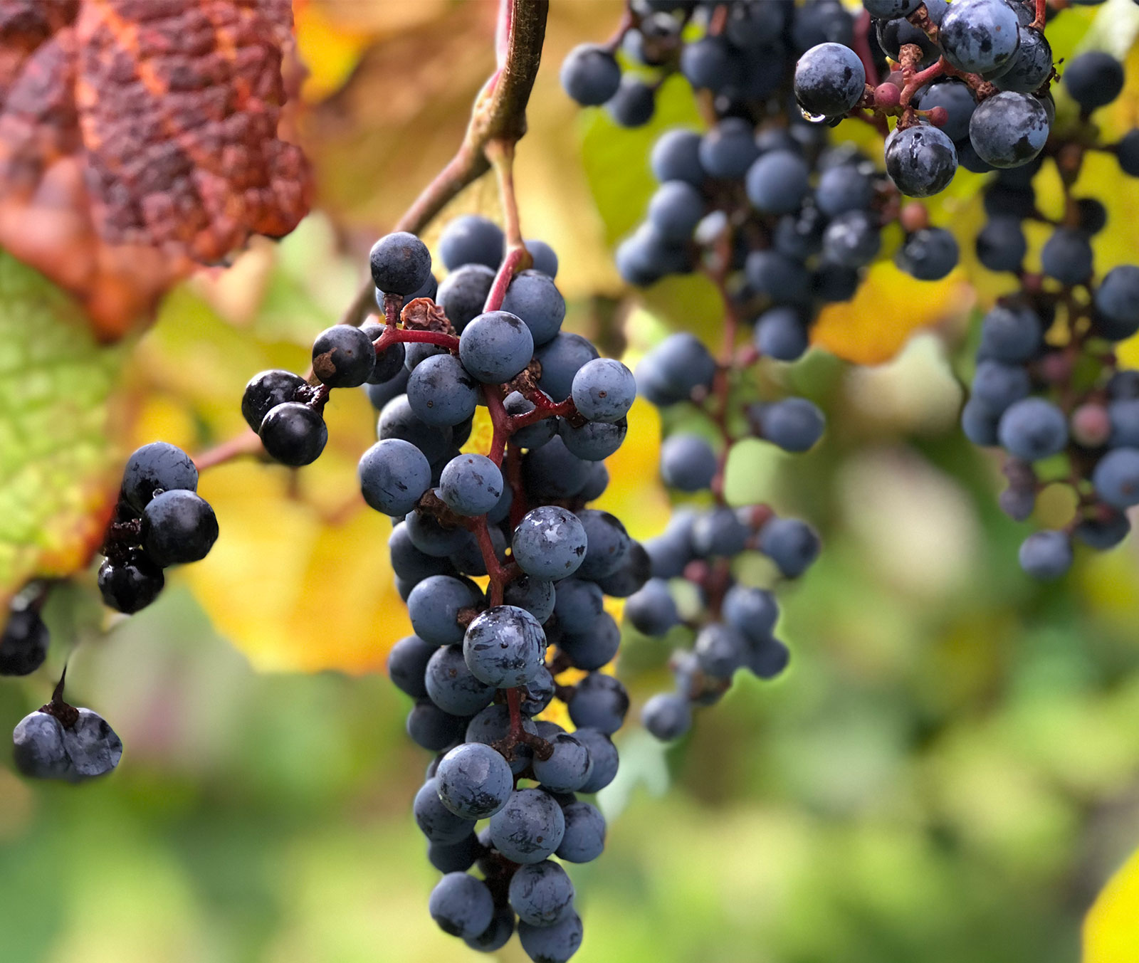 岩手くずまきワイン | 岩手県葛巻町にある「山ぶどう」にこだわる森の