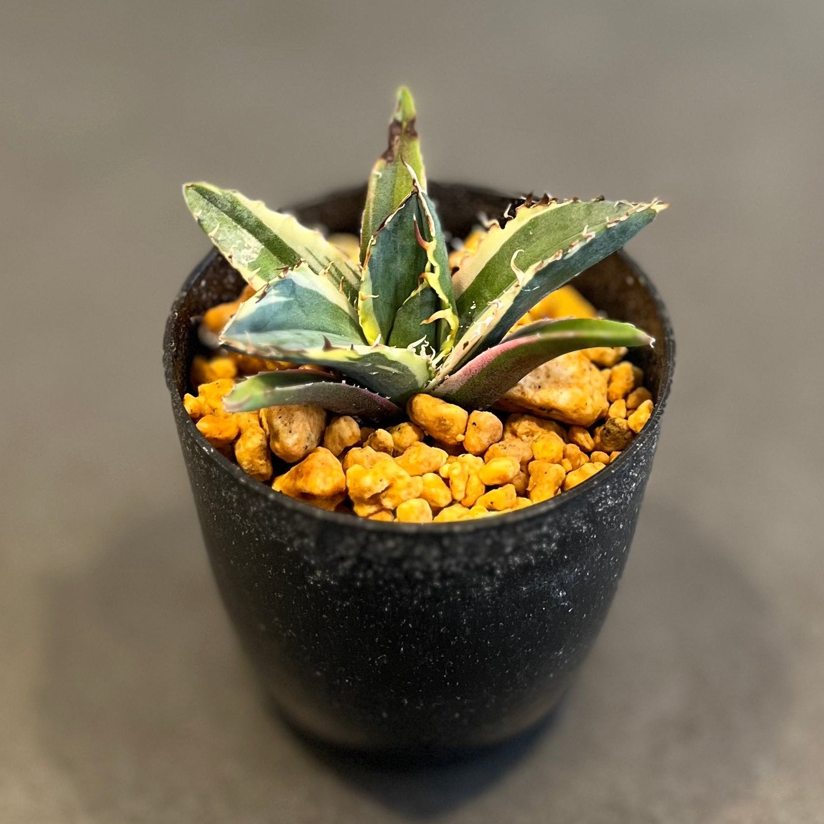 アガベ チタノタ – LAVELLI