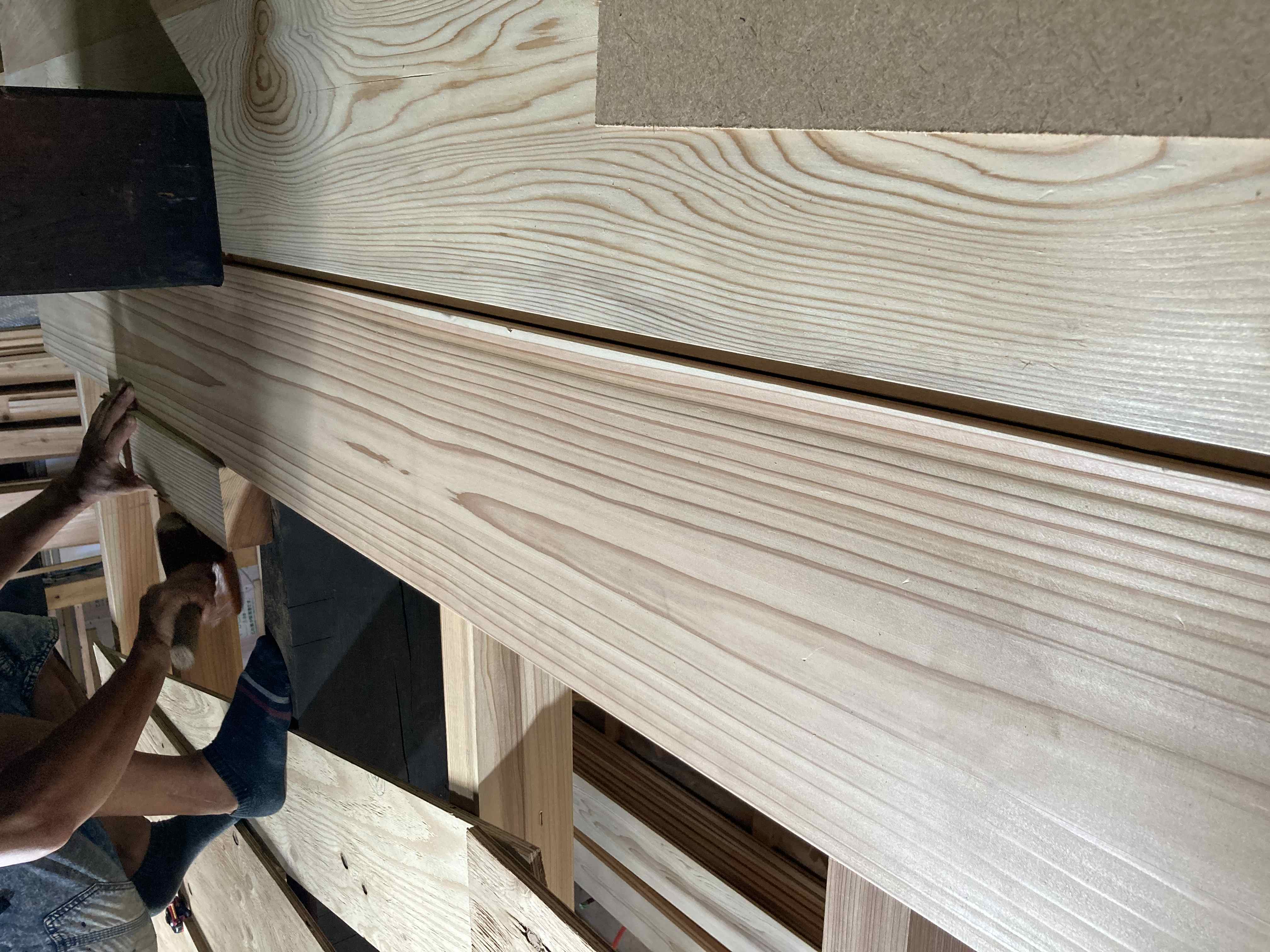 leonidas レオニダス oc 子株 +胞子 platycerium LEONIDS板付子株