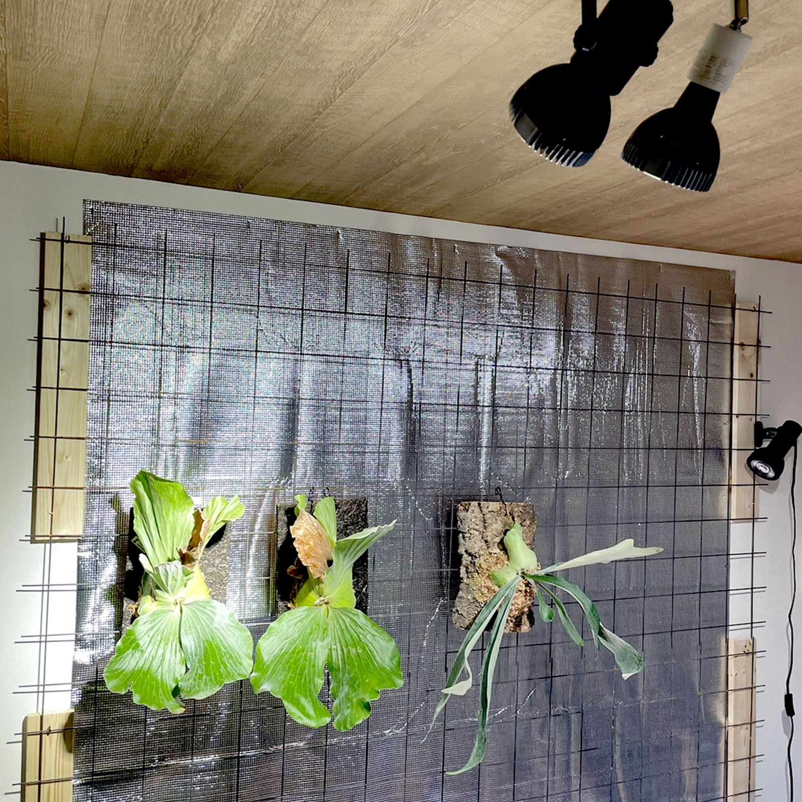 LEDSTAR P33 LEDライト 植物育成ライト 高PPFD 植物用 アガベ 冷却