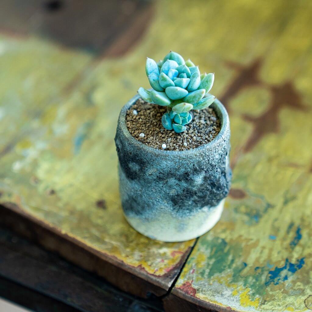 300円ほどで購入した多肉植物が、一年間すくすく成長しました【LEE編集